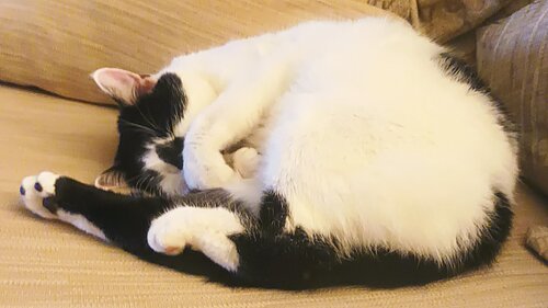 A cat sleeping